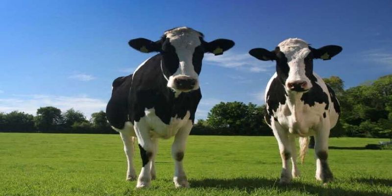 Закупаємо велику рогату худобу: